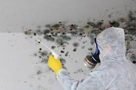 Professional Mold Prevention & Removal  in Tano Road, NM